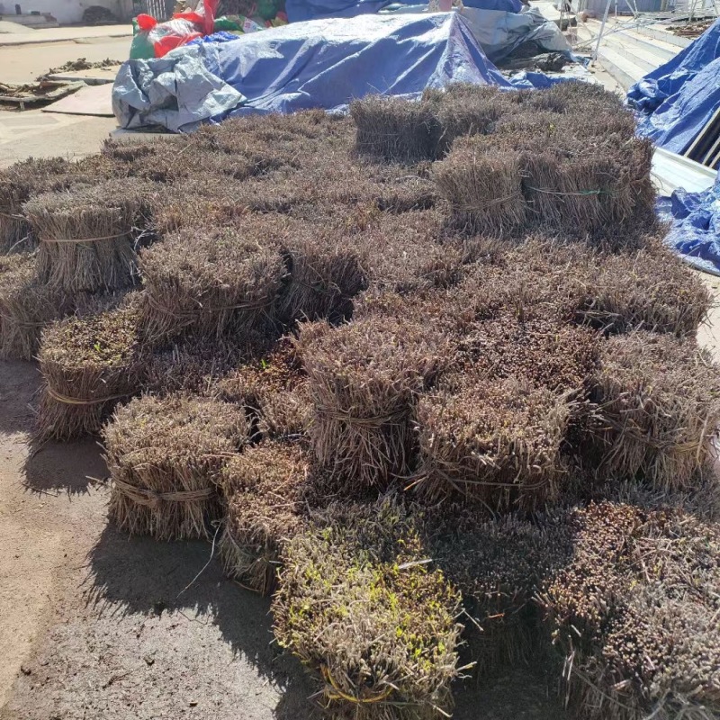 高品质何首乌苗带菊花高含量何首乌一手货源产地直发
