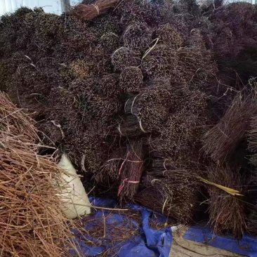 精品钩藤产地直发量大从优货源充足价格美丽欢迎咨询