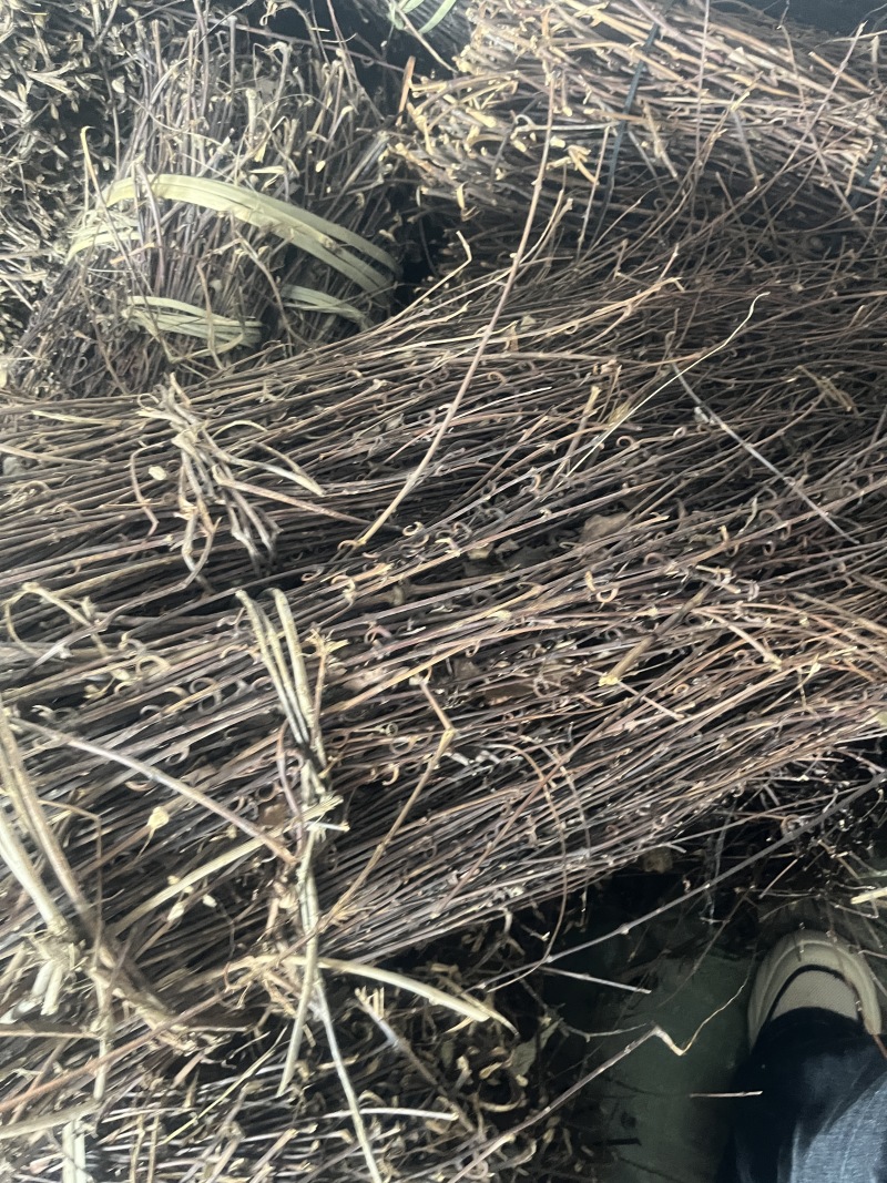 精品钩藤产地直发量大从优货源充足价格美丽欢迎咨询