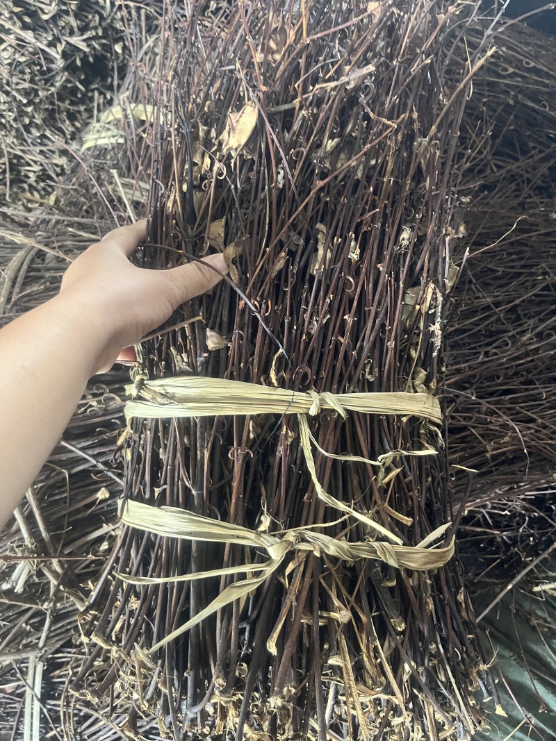 精品钩藤产地直发量大从优货源充足价格美丽欢迎咨询