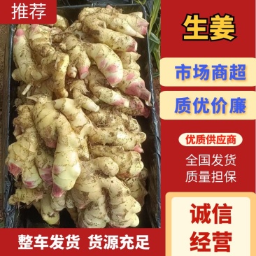 【实力推荐】精品大黄姜产地直发价格美丽可对接商超
