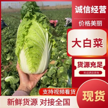 【优选】鲜嫩大白菜现摘现发货运充足欢迎来电洽谈