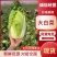 【优选】鲜嫩大白菜现摘现发货运充足欢迎来电洽谈