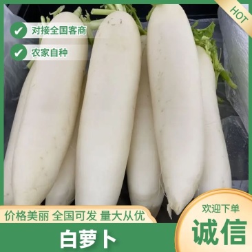 【实力推荐】河北优质白萝卜产地直发可视频看货