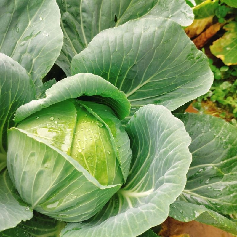 包菜甘蓝圆包菜量大质优价格优惠基地供应欢迎咨询采购
