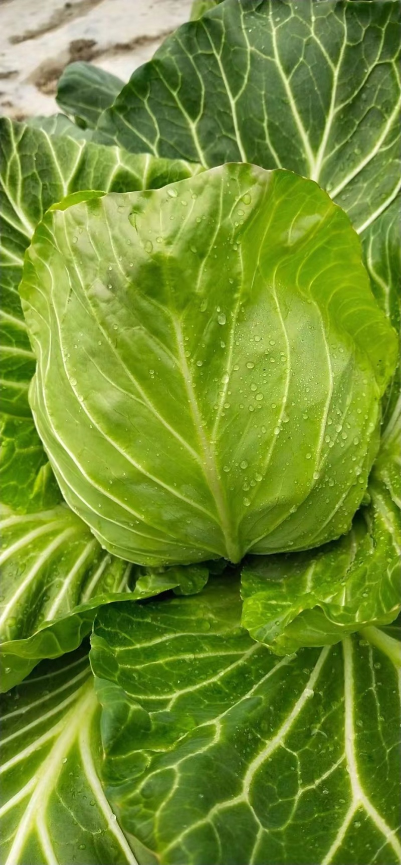 包菜甘蓝圆包菜量大质优价格优惠基地供应欢迎咨询采购