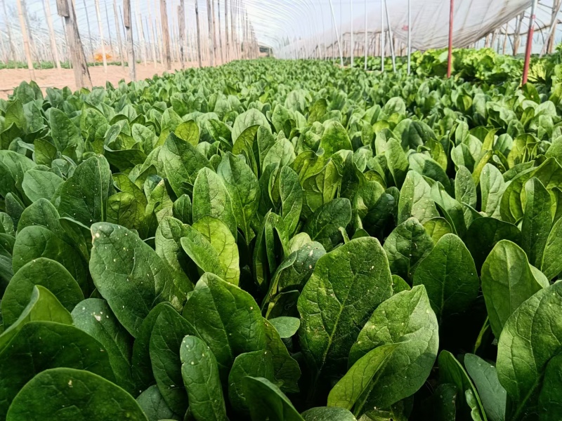 菠菜大叶菠菜基地供应量大质优价优欢迎各大老板采购