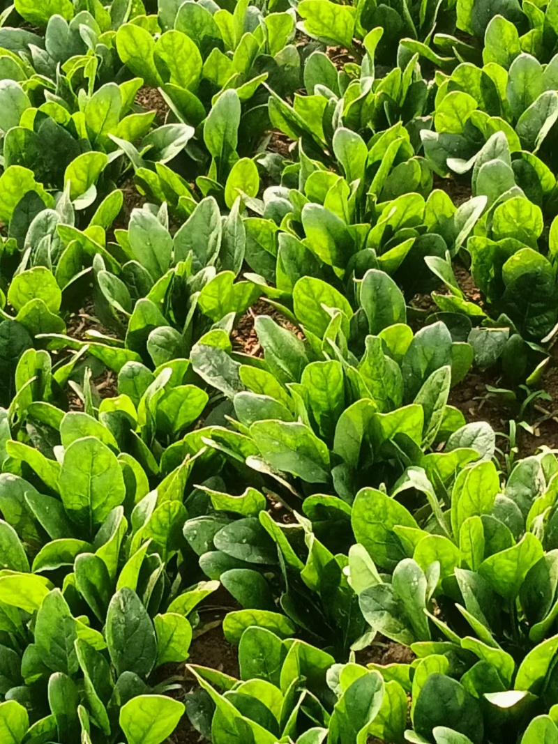 大叶菠菜基地供应量大质优价额优惠支持视频看货欢迎采购