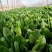 大叶菠菜基地供应量大质优价额优惠支持视频看货欢迎采购