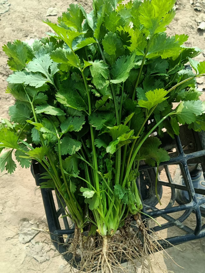 【实力推荐】大叶香菜基地供应量大质优欢迎咨询采购