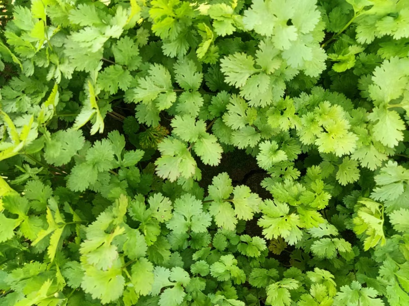 【实力推荐】大叶香菜基地供应量大质优欢迎咨询采购
