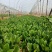 精品菠菜全能菠菜量大从优价格优惠欢迎咨询采购产地直销