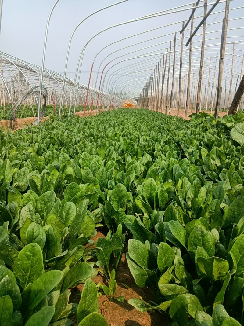精品菠菜全能菠菜量大从优价格优惠欢迎咨询采购产地直销
