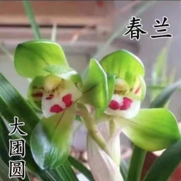 大团圆兰花春兰包指导漂亮好养好打理品质保障欢迎咨询
