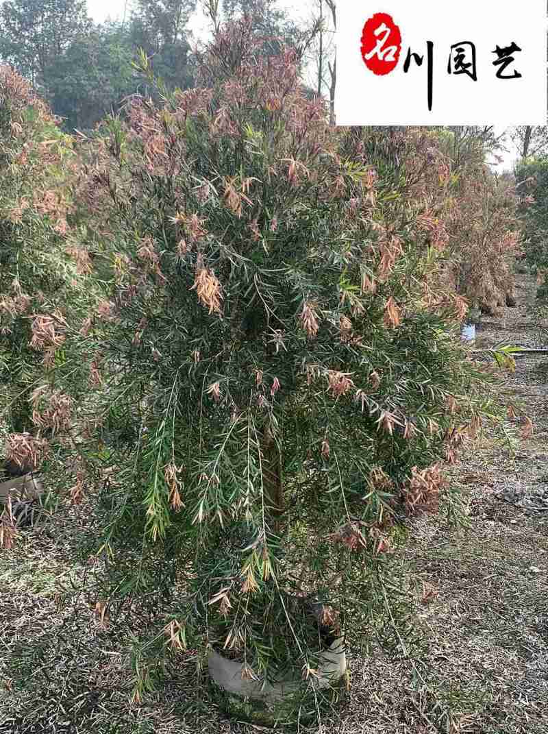 红千层工程绿化苗木批发成都红千层苗圃基地直供量大价优