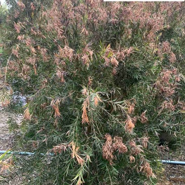 红千层工程绿化苗木批发成都红千层苗圃基地直供量大价优