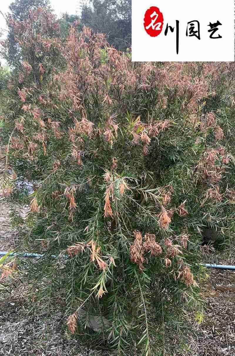 红千层工程绿化苗木批发成都红千层苗圃基地直供量大价优