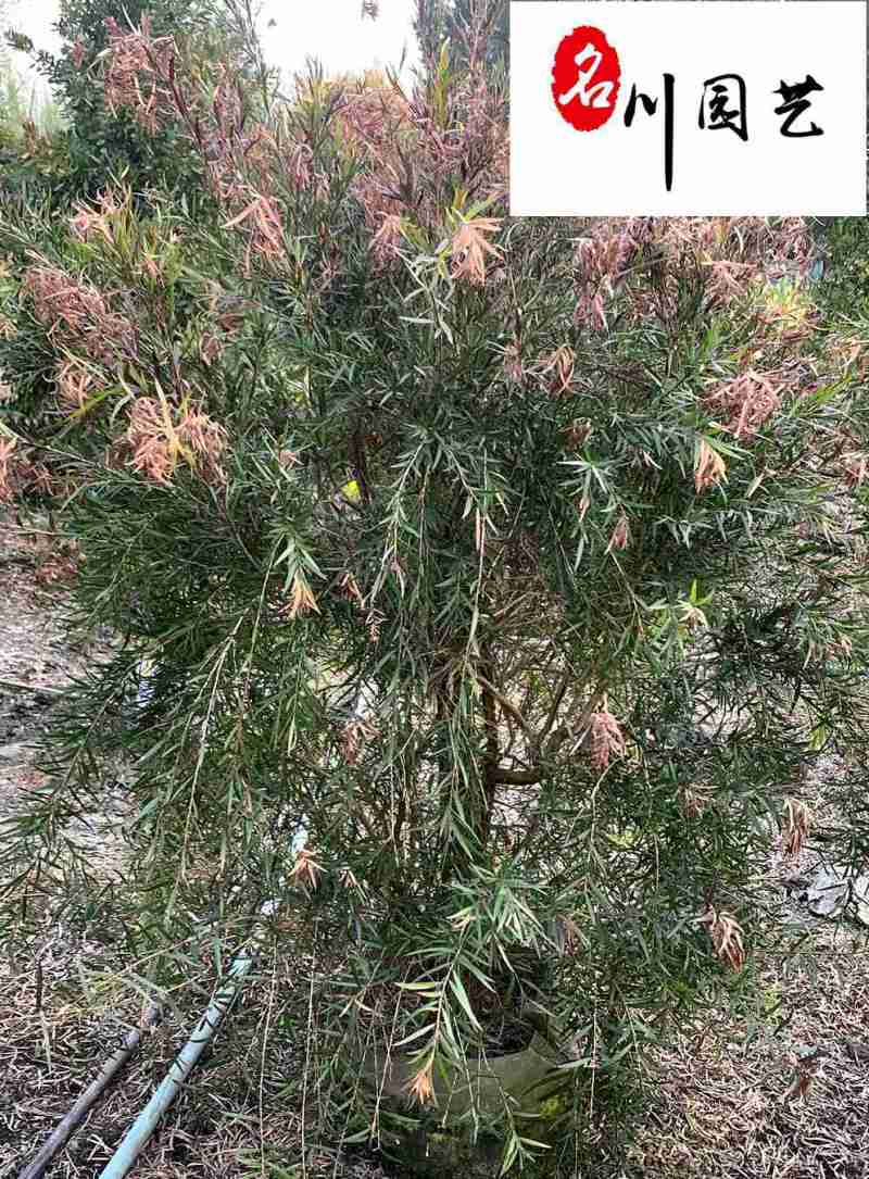 红千层工程绿化苗木批发成都红千层苗圃基地直供量大价优