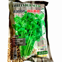 美国铁杆香菜种子阿拉斯加四季全能香菜大叶反季节栽培