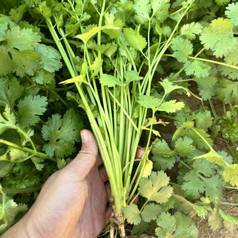 美国铁杆香菜种子阿拉斯加四季全能香菜大叶反季节栽培