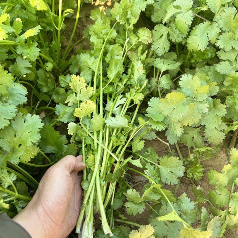 美国铁杆香菜种子阿拉斯加四季全能香菜大叶反季节栽培