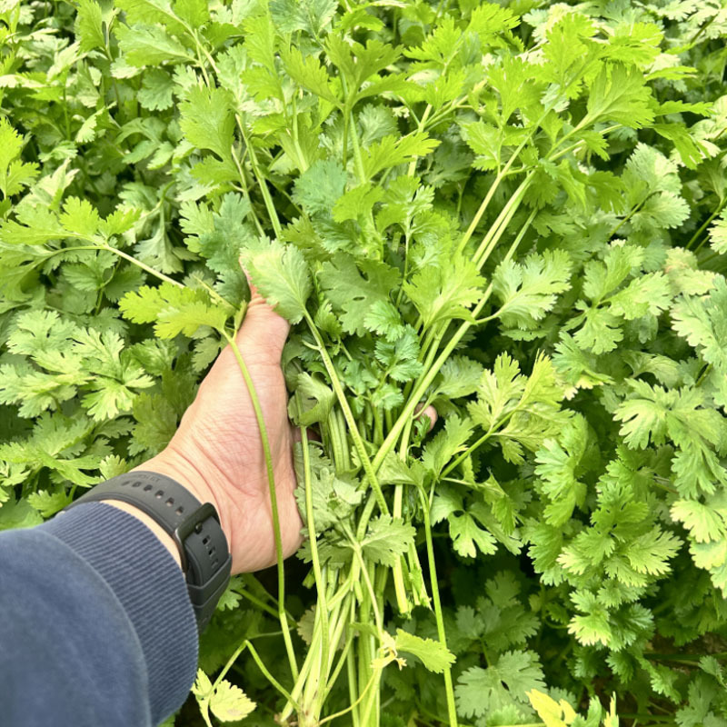 美国铁杆香菜种子阿拉斯加四季全能香菜大叶反季节栽培