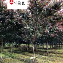 出售8-15公分红叶碧桃四川红叶碧桃苗圃基地货源充足