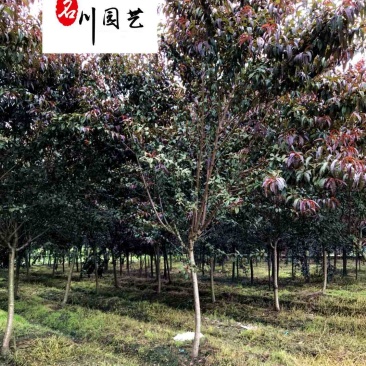 出售8-15公分红叶碧桃四川红叶碧桃苗圃基地货源充足