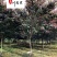 出售8-15公分红叶碧桃四川红叶碧桃苗圃基地货源充足