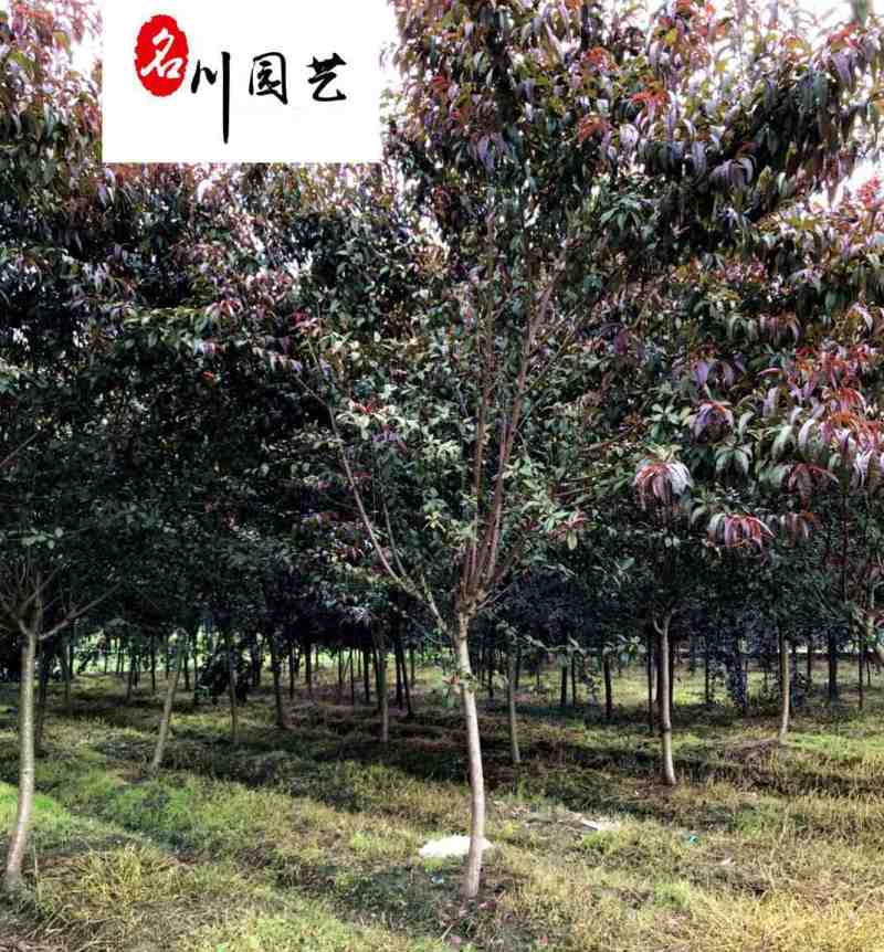 出售8-15公分红叶碧桃四川红叶碧桃苗圃基地货源充足