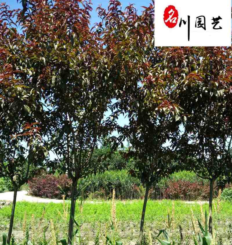 出售8-15公分红叶碧桃四川红叶碧桃苗圃基地货源充足