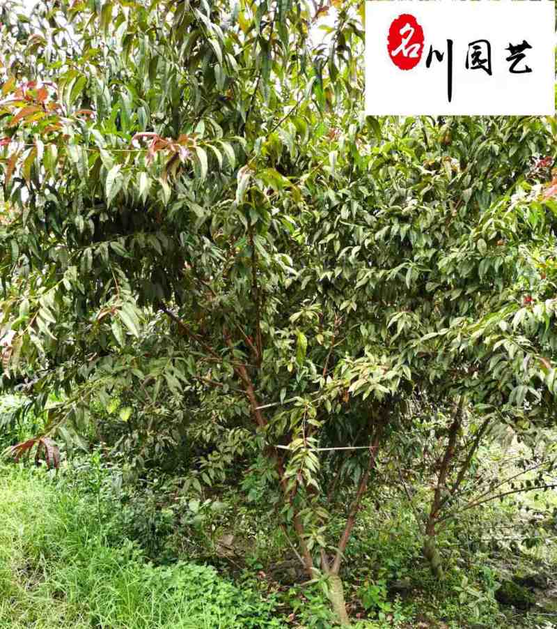 出售8-15公分红叶碧桃四川红叶碧桃苗圃基地货源充足