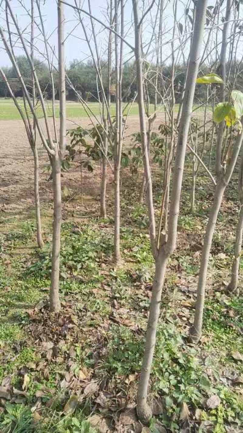 柿子树苗基地直供提供技术指导规格齐全量大优惠