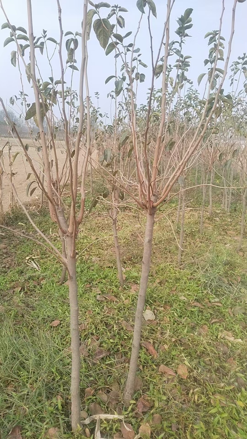柿子树苗基地直供提供技术指导规格齐全量大优惠