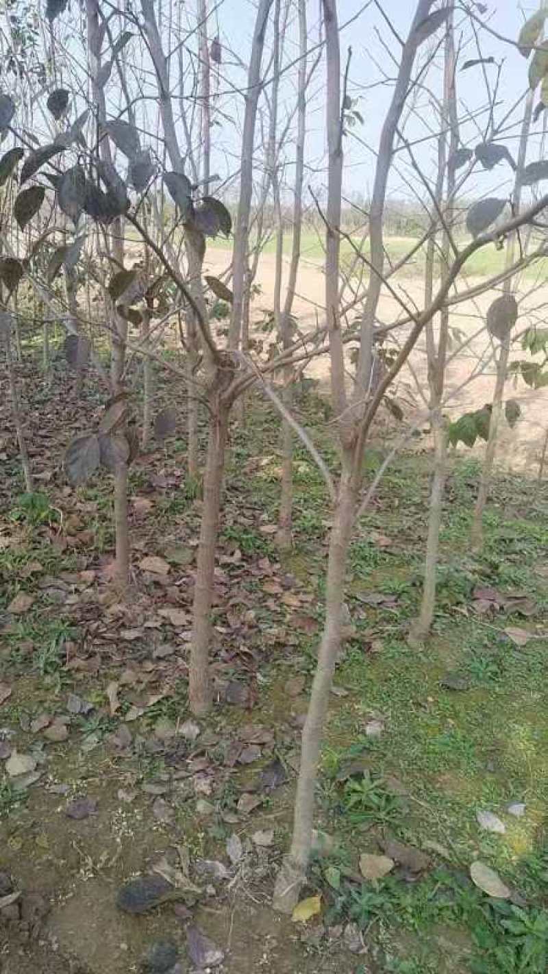 柿子树苗基地直供提供技术指导规格齐全量大优惠