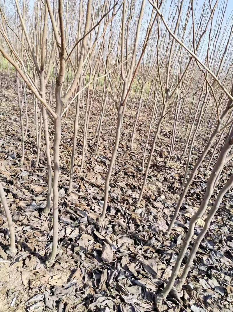 柿子树苗基地直供技术指导规格齐全量大优惠