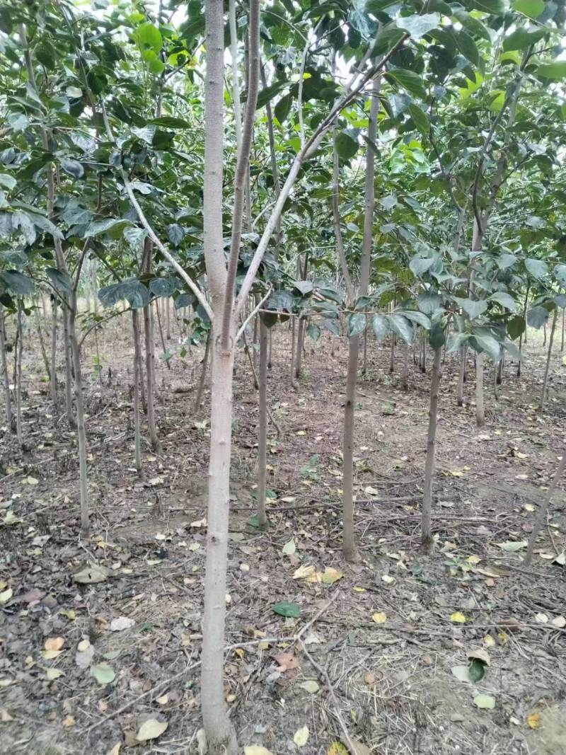 柿子树苗基地直供技术指导规格齐全量大优惠