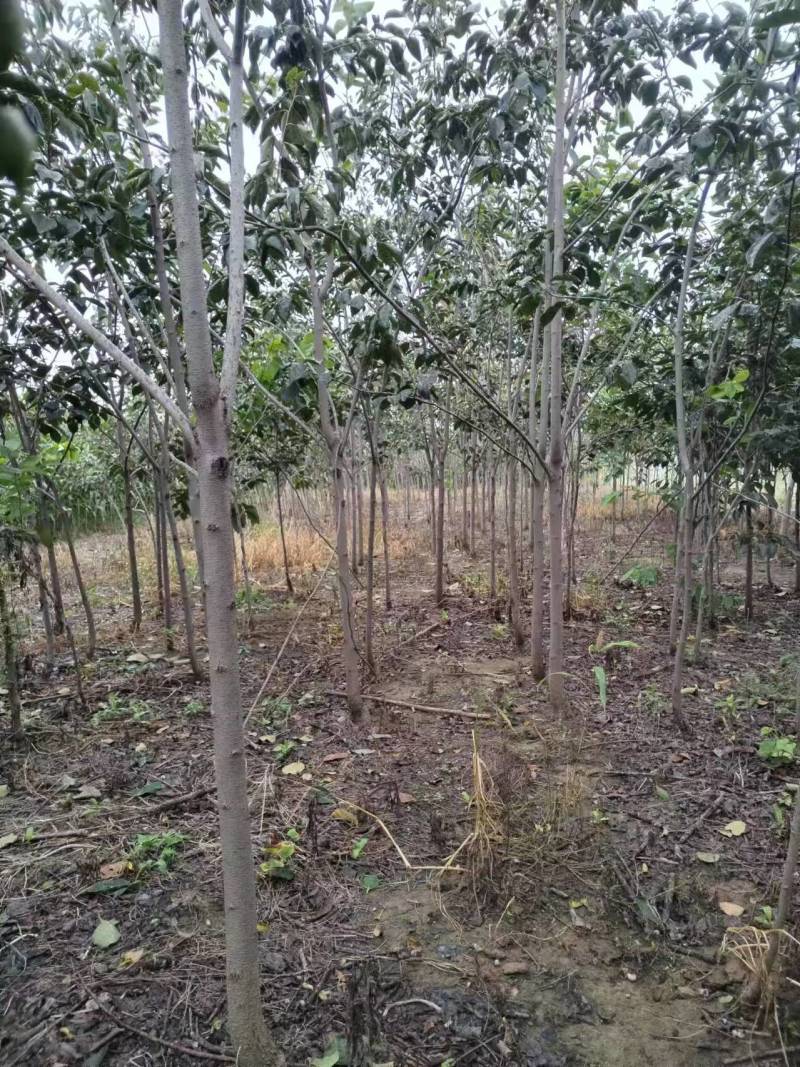 柿子树苗基地直供技术指导规格齐全量大优惠