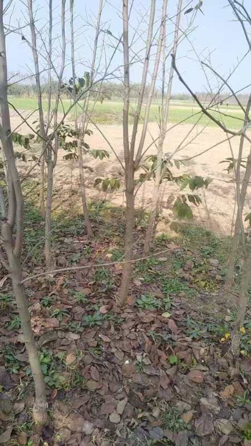 柿子树苗基地直供技术指导规格齐全量大优惠