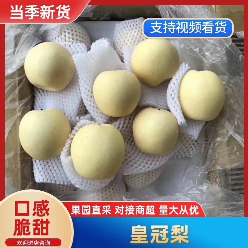 河北皇冠梨，一手货源规格齐全品质保障对接商超批发