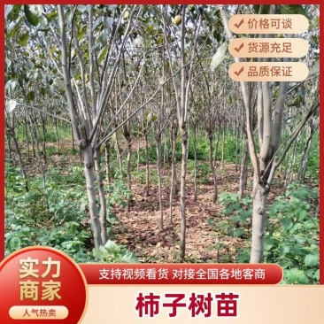 柿子树苗基地直供技术指导规格齐全量大优惠