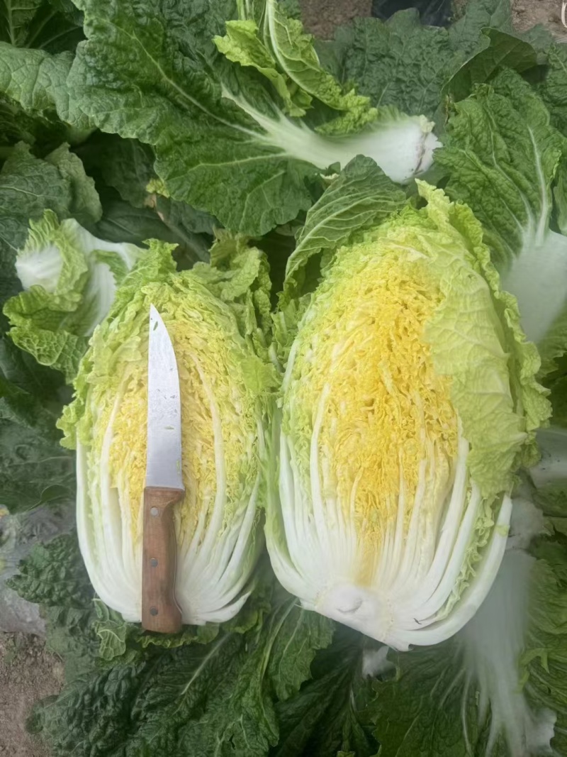 四川绵阳黄心大白菜新鲜现货可视频看货欢迎来电