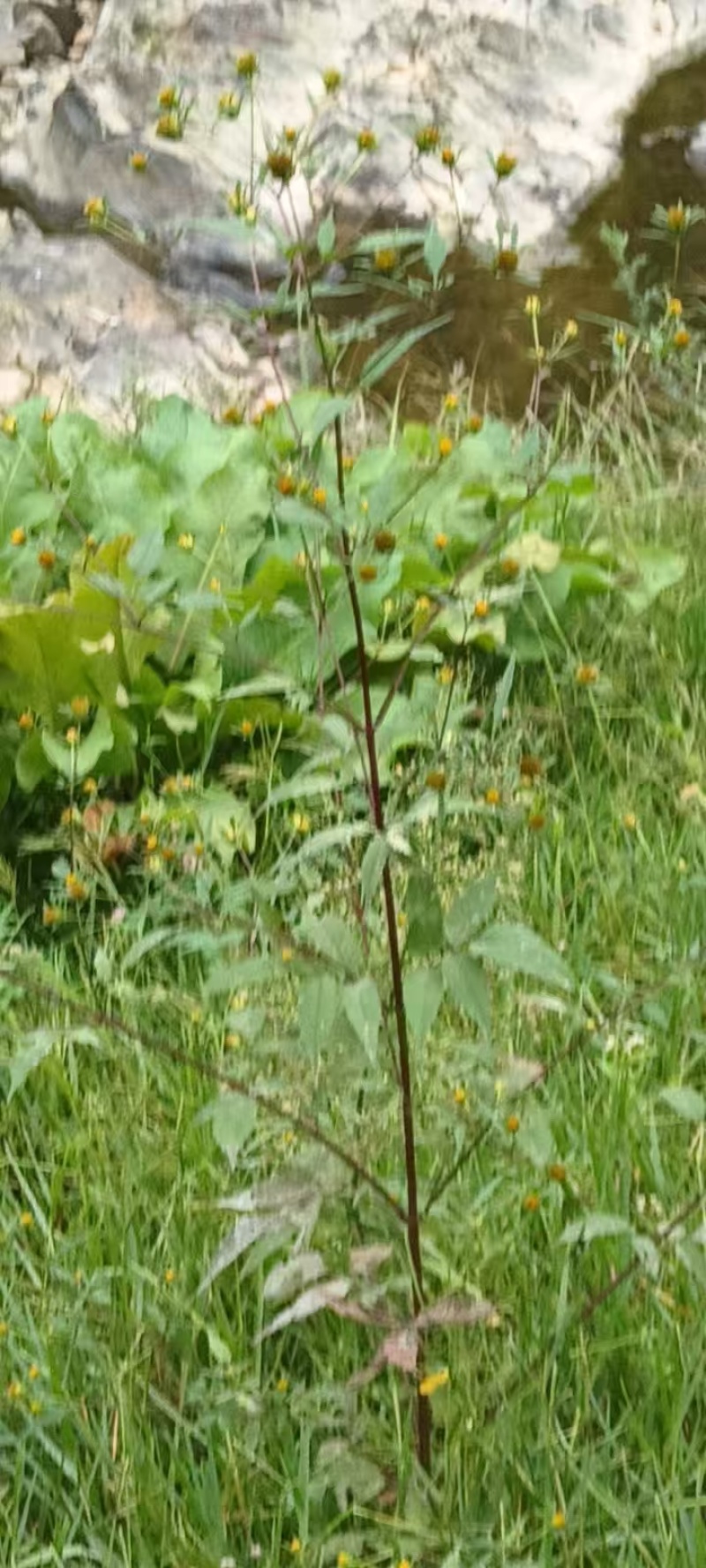 湖北黄柏苗/苗木/黄柏/黄柏苗/种植基地/稳定走货