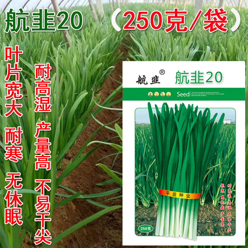 大宽叶韭菜种子航韭20耐寒无休眠产量高冬春栽培