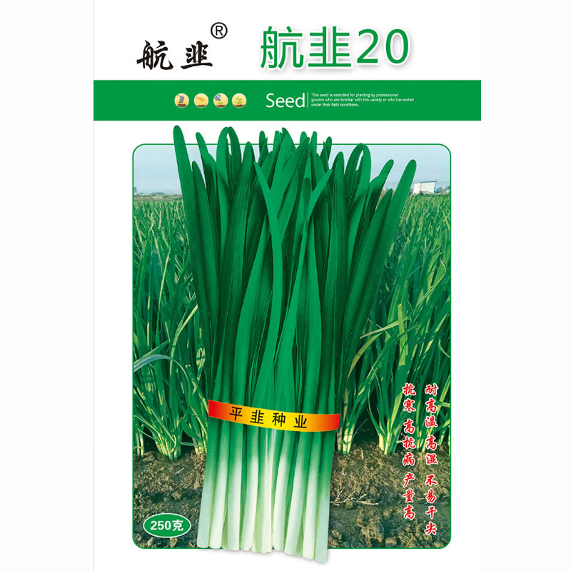大宽叶韭菜种子航韭20耐寒无休眠产量高冬春栽培