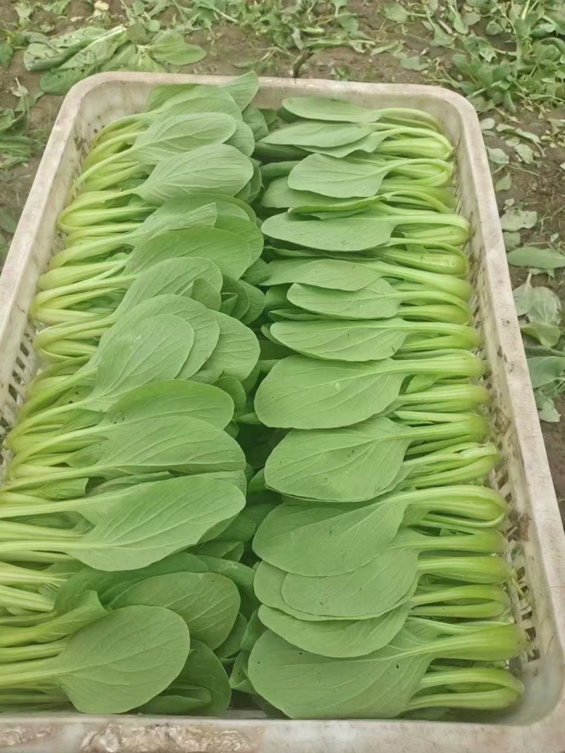 上海青常年有货大量供应产地直发保质保量诚信经营