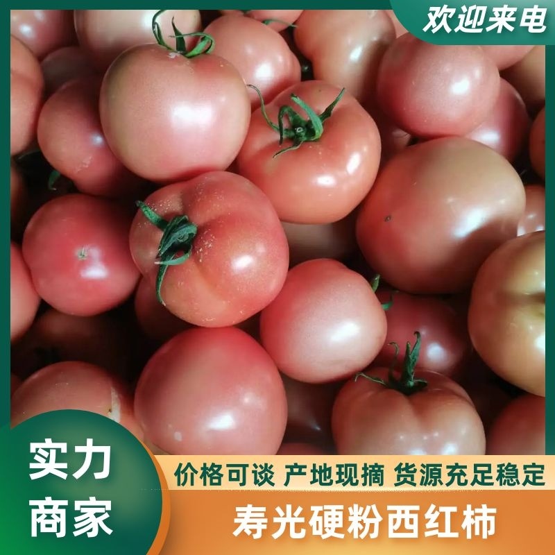 寿光硬粉西红柿产地一手货源对接电商批发团购量大从优