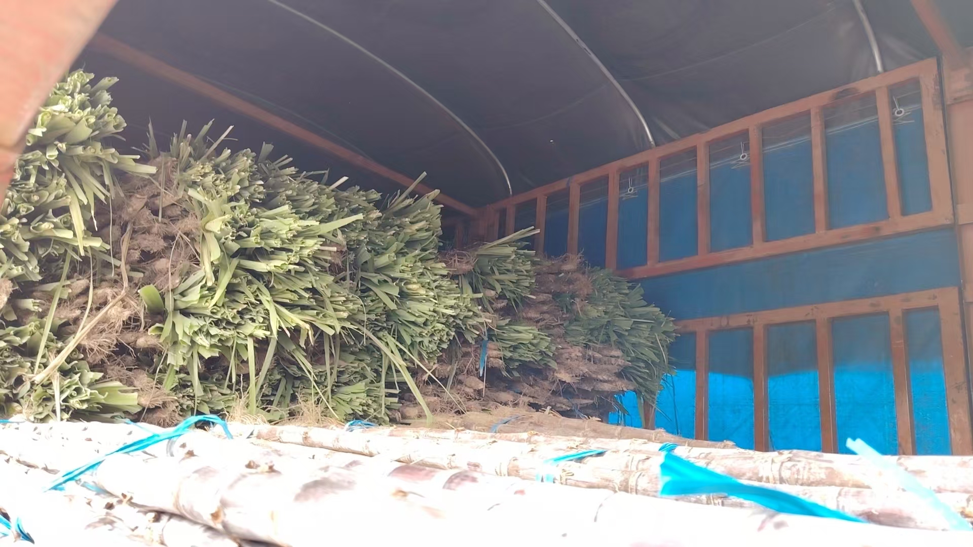 黑皮甘蔗电商打包发货现场