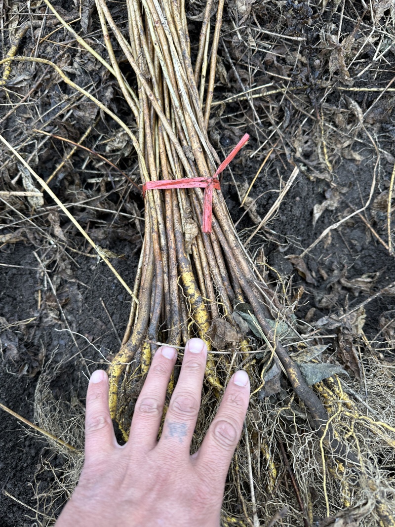 红松苗（果松苗）产地直发量大从优诚信经营一手货源欢迎电联