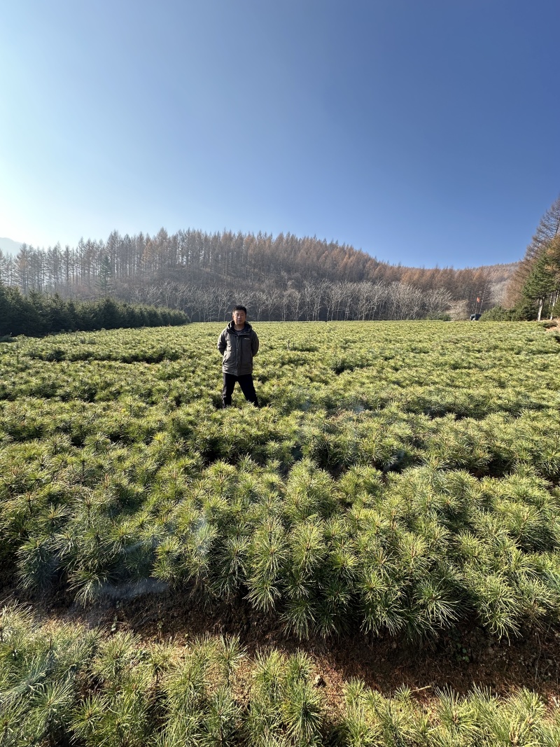 红松苗（果松苗）产地直发量大从优诚信经营一手货源欢迎电联